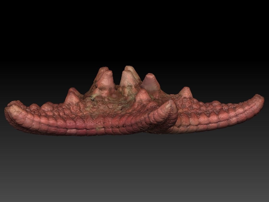 Starfish high detail scan 3D model_4
