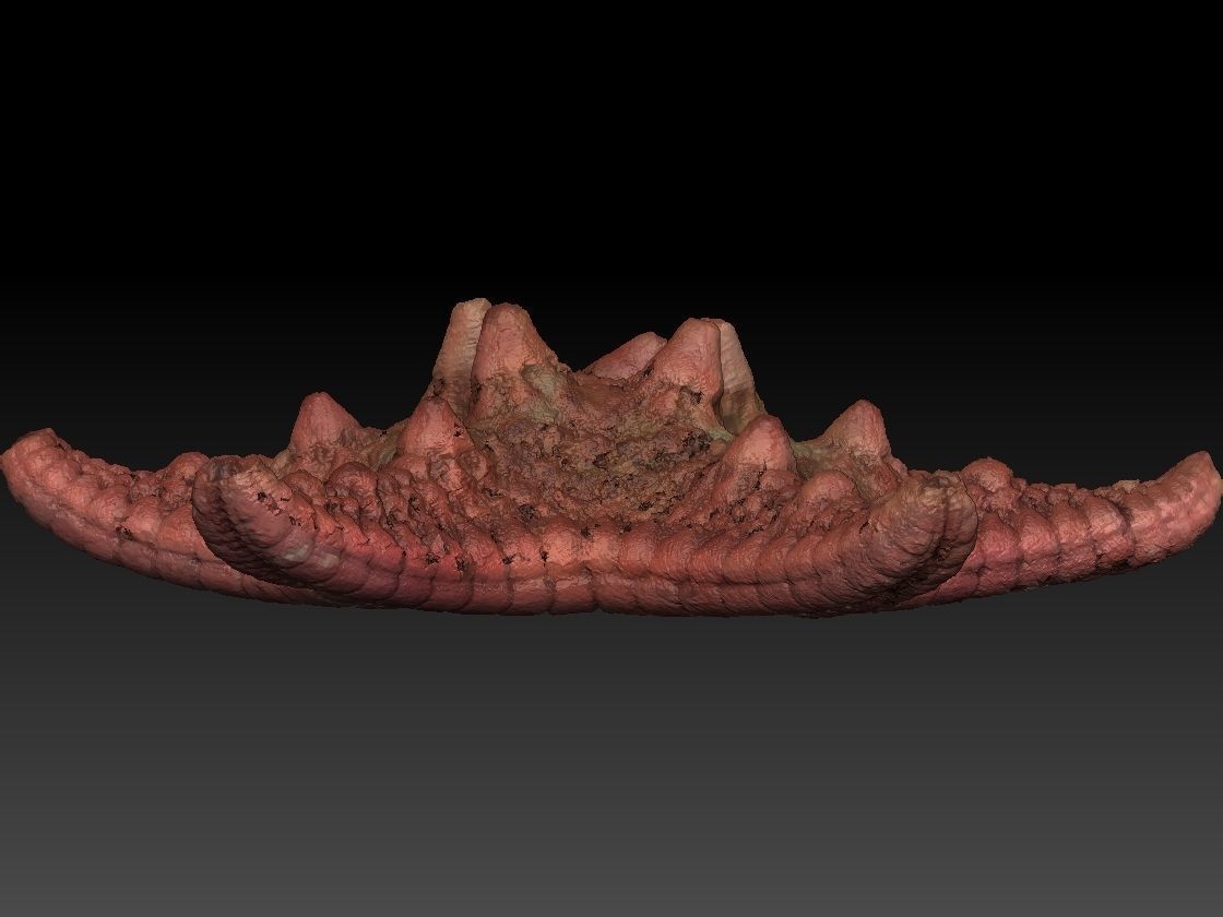 Starfish high detail scan 3D model_3