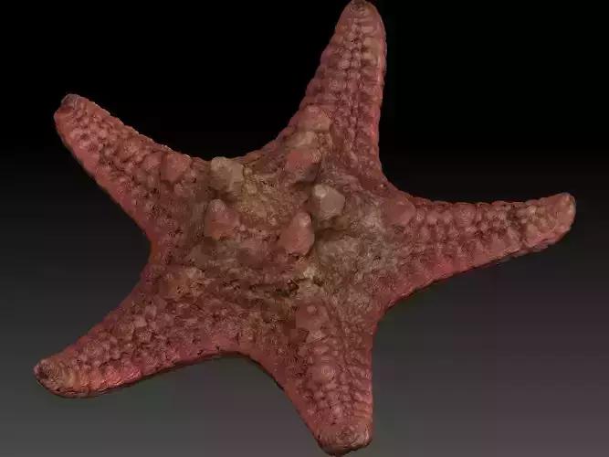 Starfish high detail scan