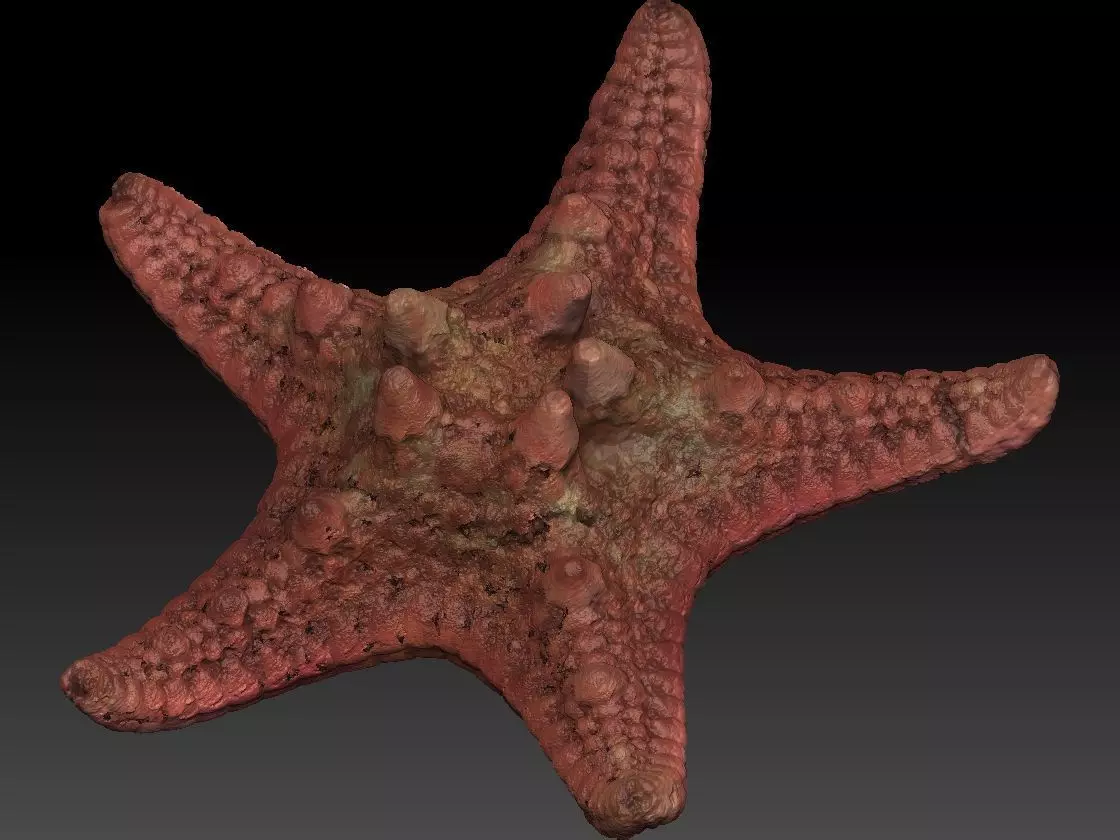 Starfish high detail scan 3D model_0