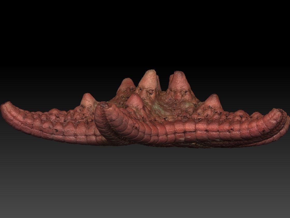 Starfish high detail scan 3D model_5