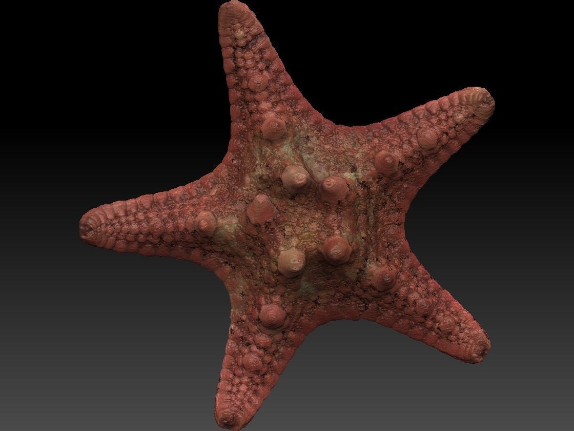Starfish high detail scan 3D model_6