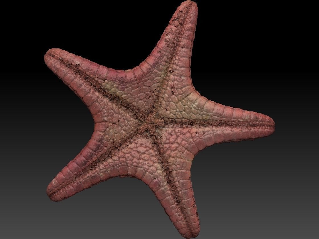 Starfish high detail scan 3D model_2