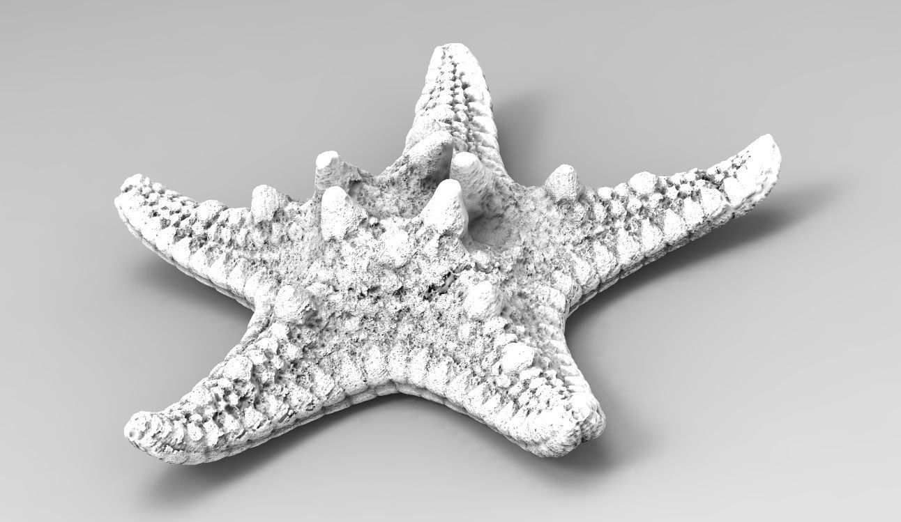 Starfish high detail scan 3D model_7