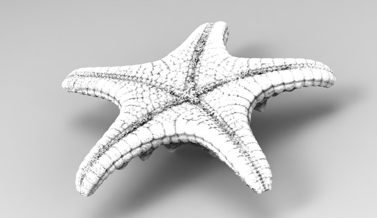 Starfish high detail scan 3D model_8