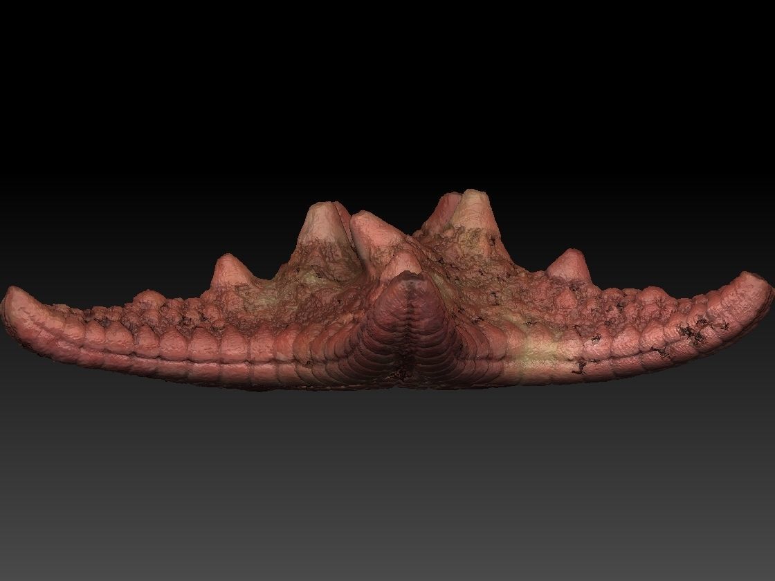 Starfish high detail scan 3D model_1