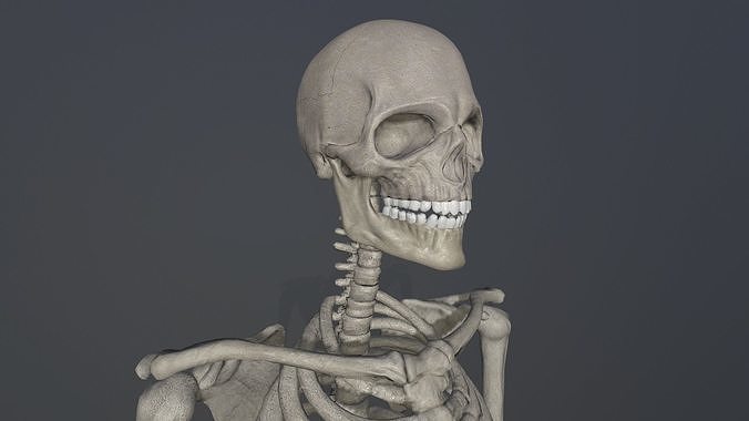 Skeleton low poly 3D model Low-poly 3D model