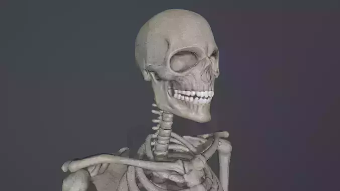Skeleton low poly 3D model Low-poly 3D model