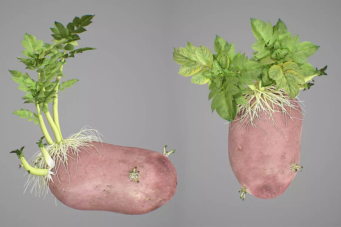 Young potato plant 3D model