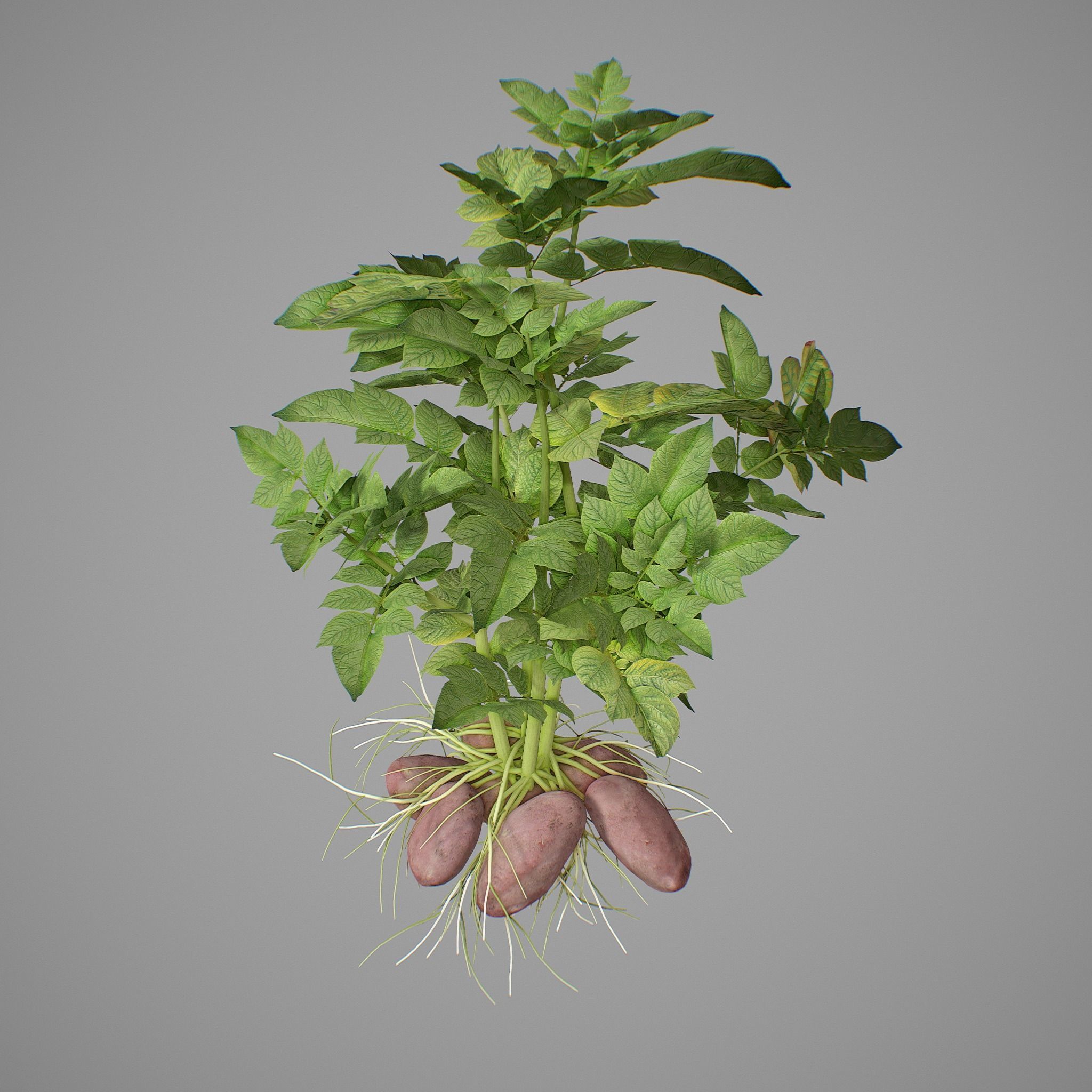 Potato plant 3D model_5