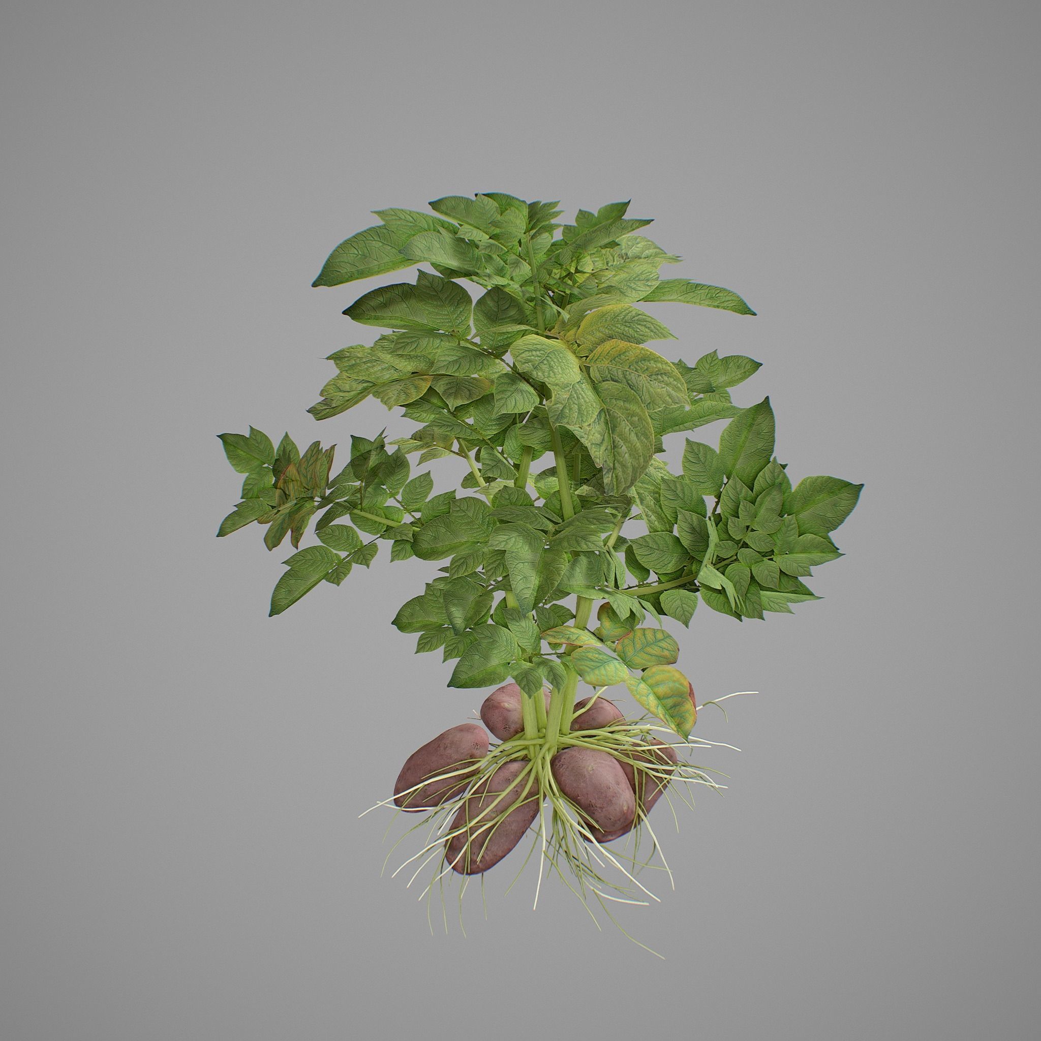 Potato plant 3D model_7