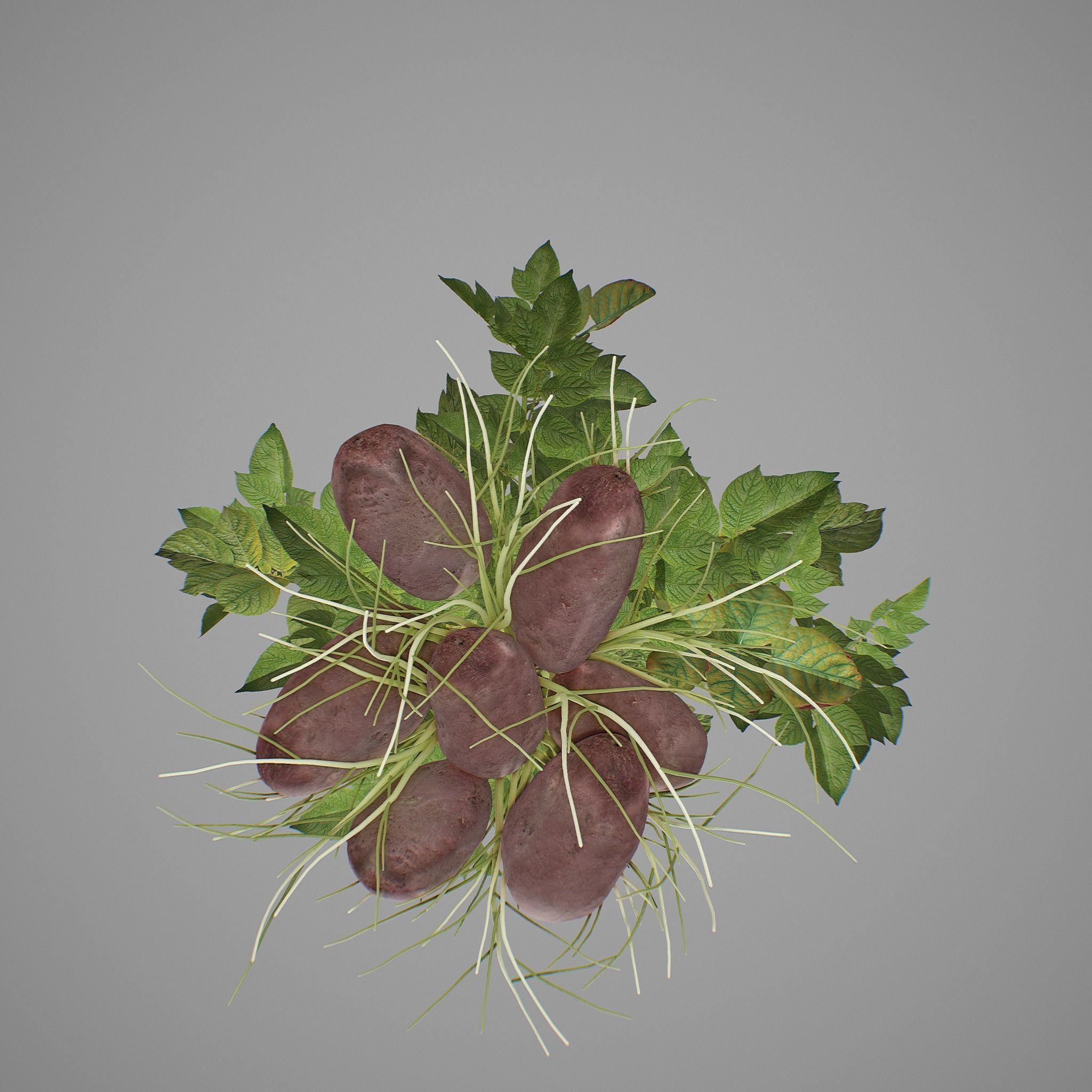 Potato plant 3D model_10