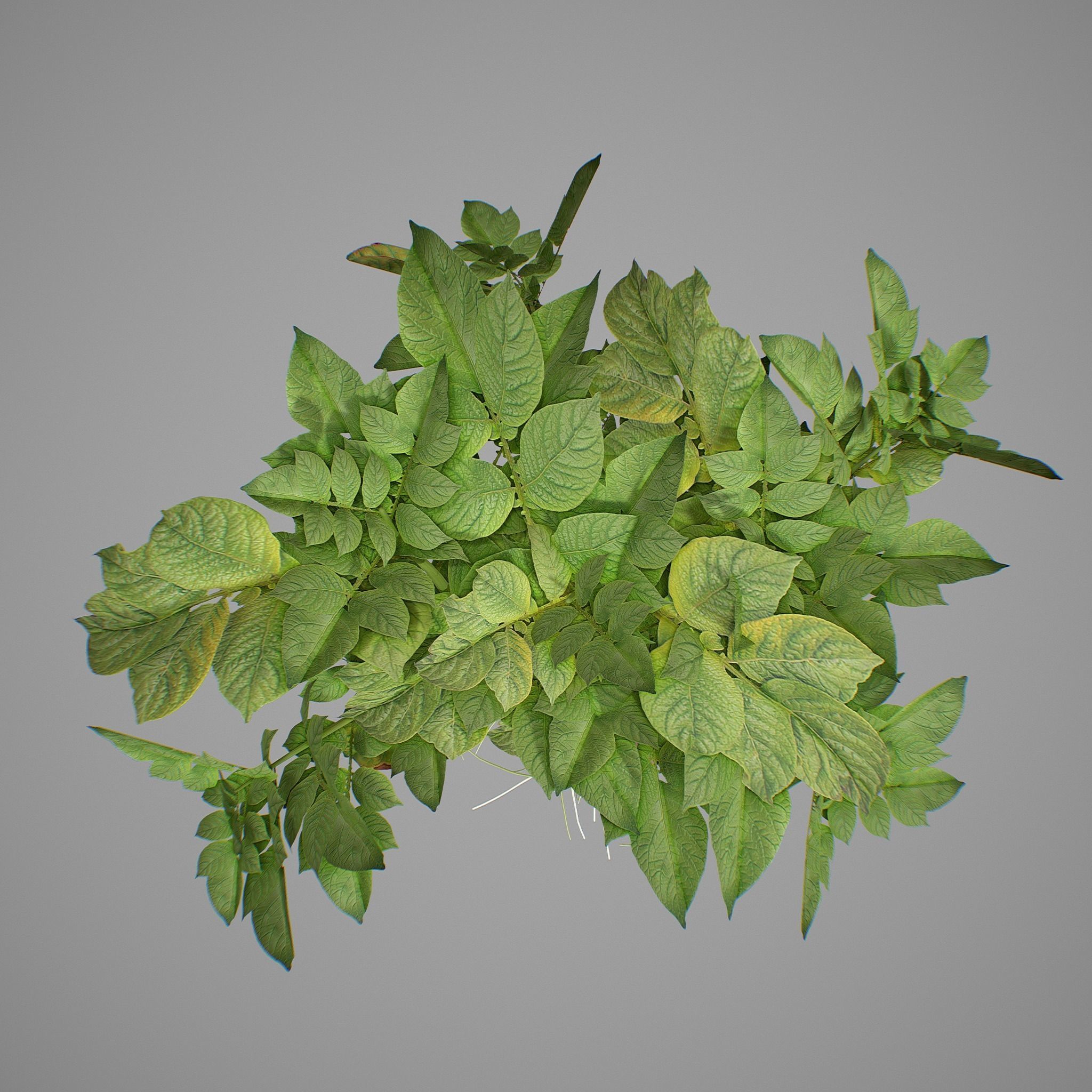 Potato plant 3D model_9