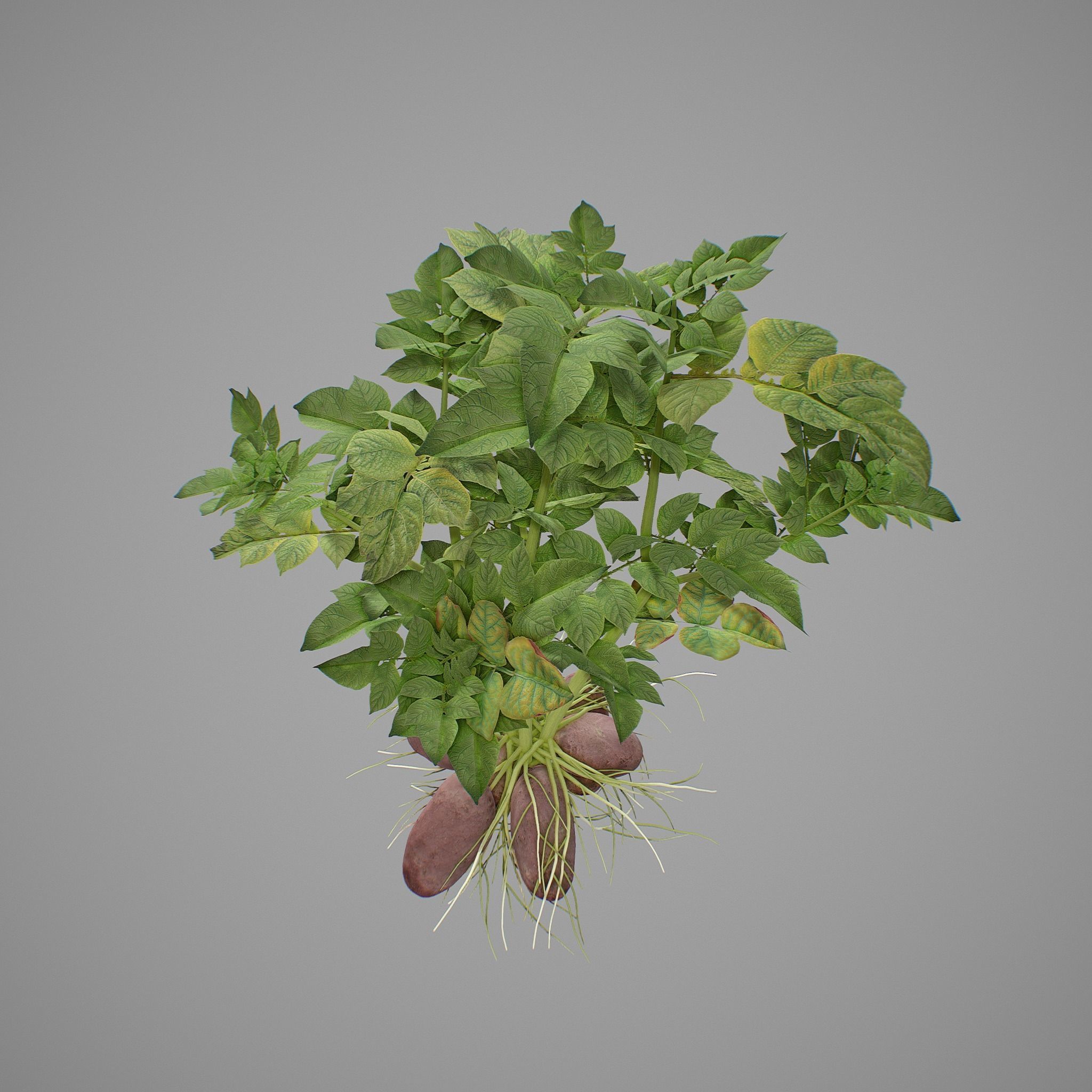 Potato plant 3D model_6
