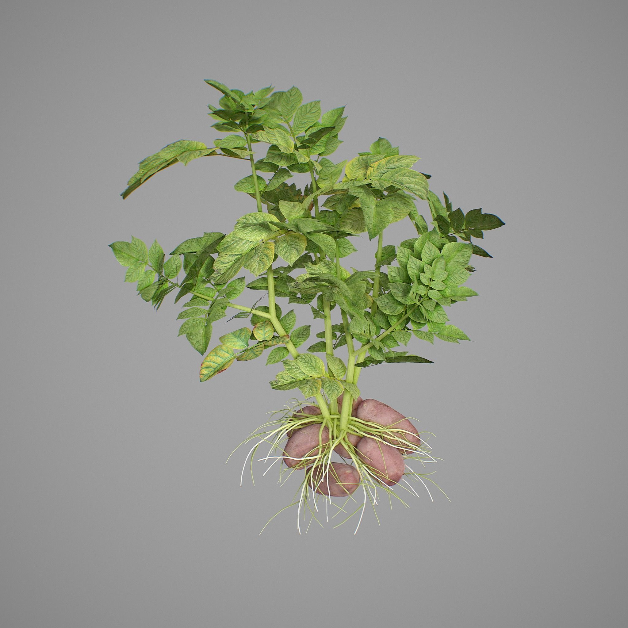 Potato plant 3D model_1