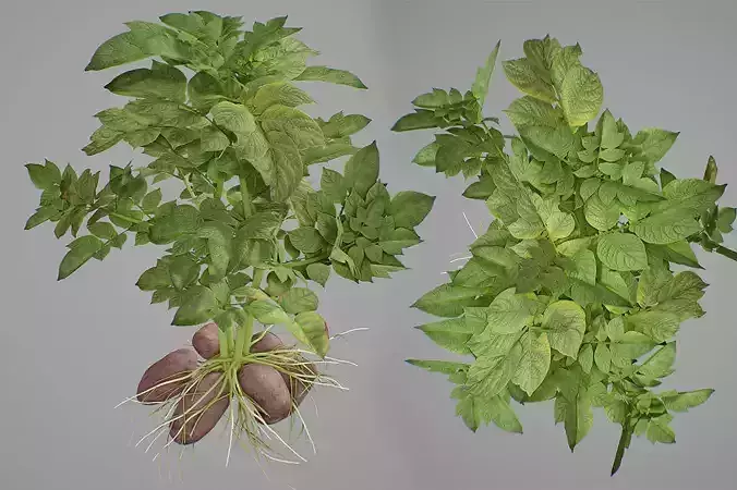 Potato plant 3D model