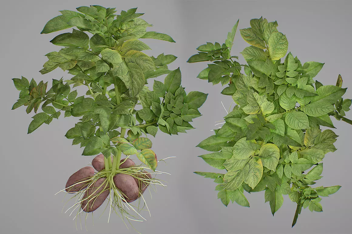 Potato plant 3D model_0