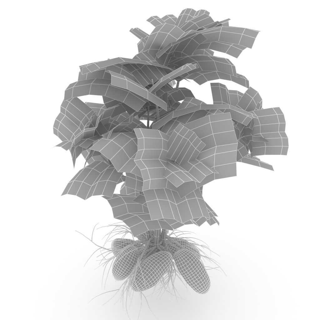 Potato plant 3D model_3