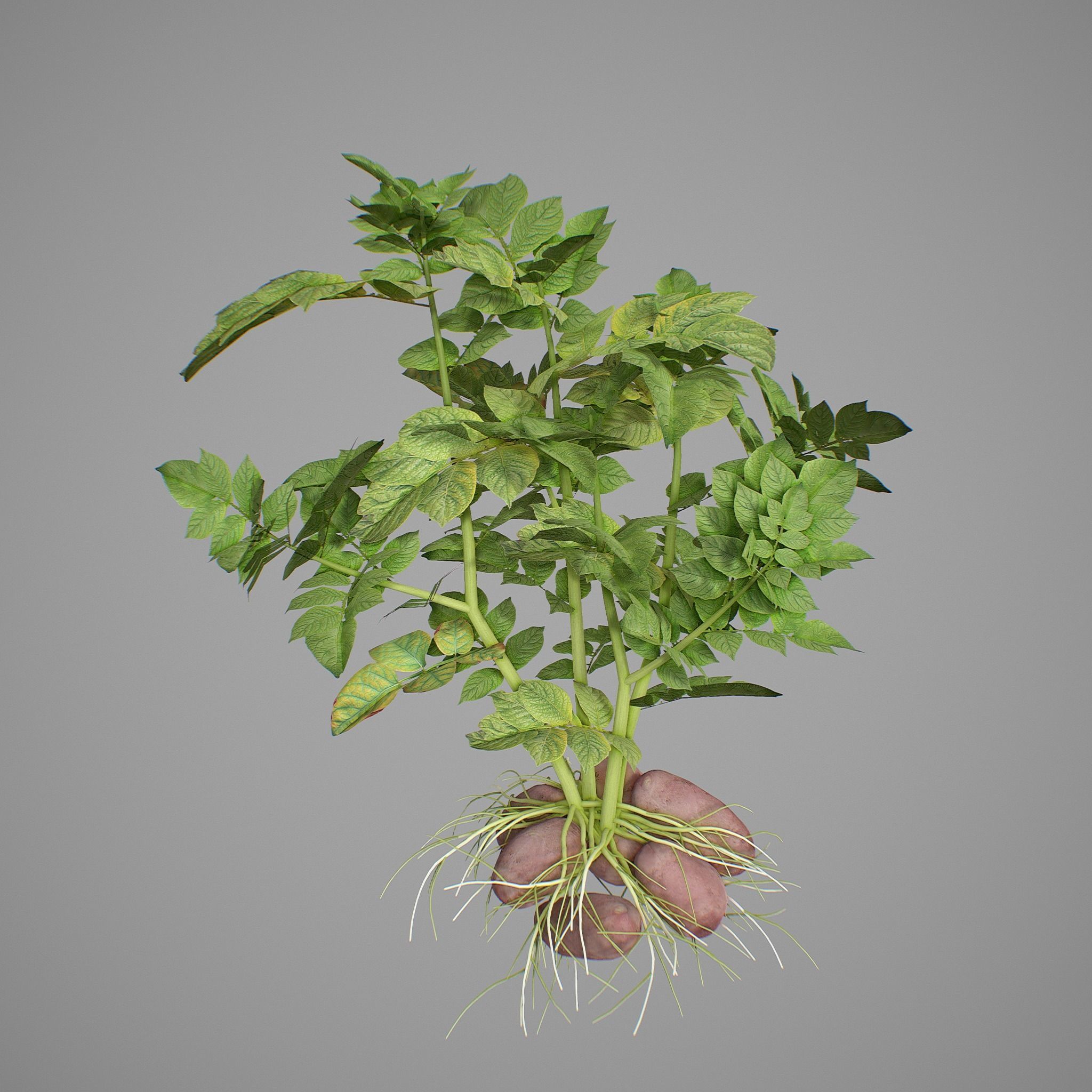 Potato plant 3D model_8
