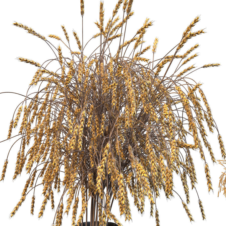 Decorative bouquet of ears of wheat 3D model_2