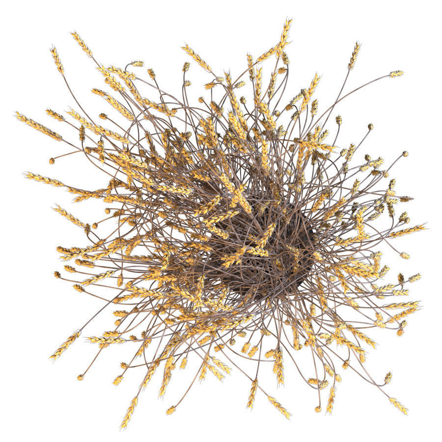 Decorative bouquet of ears of wheat 3D model_1