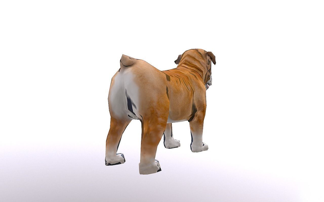Bull Dog Low-poly 3D model_9