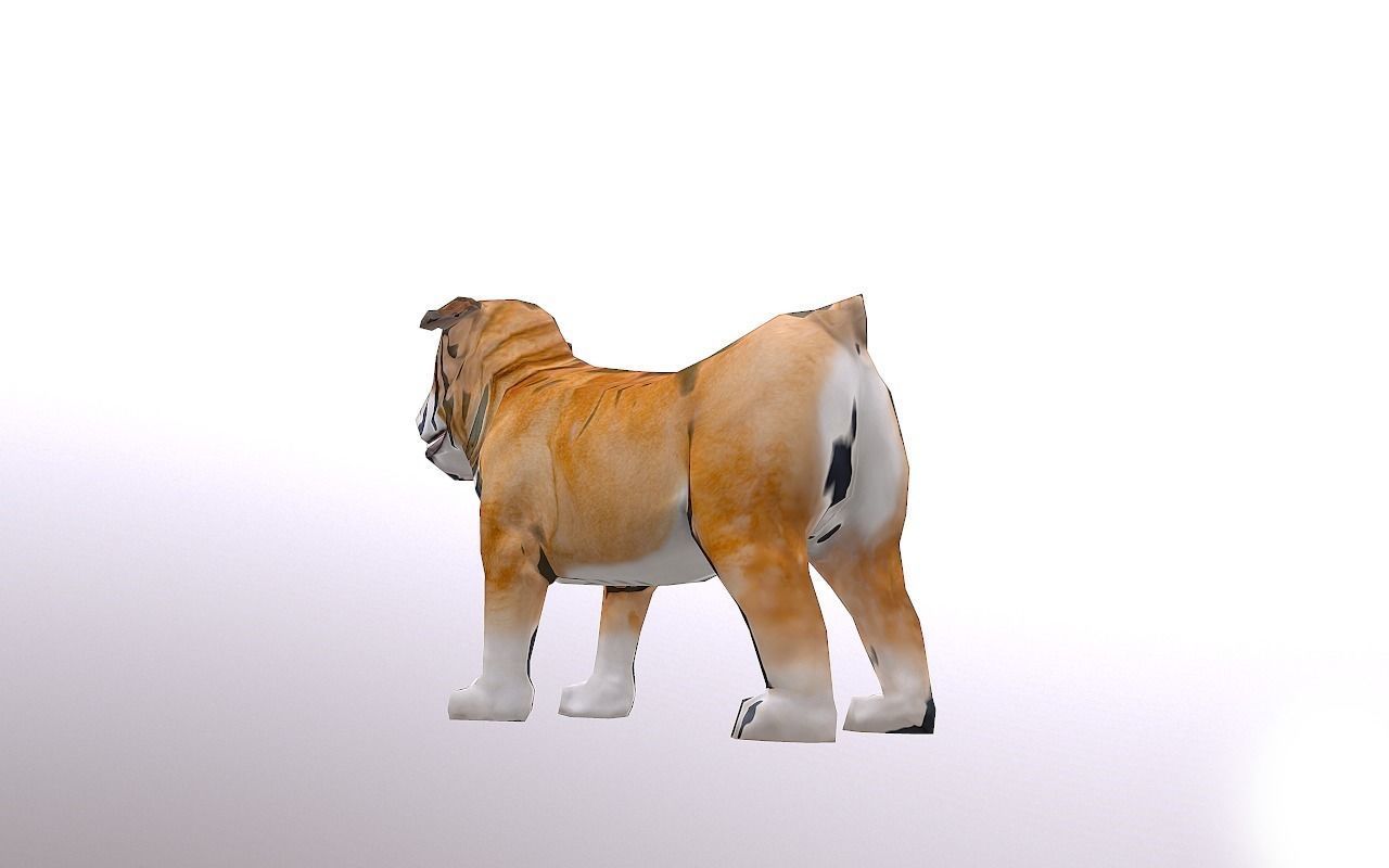 Bull Dog Low-poly 3D model_6