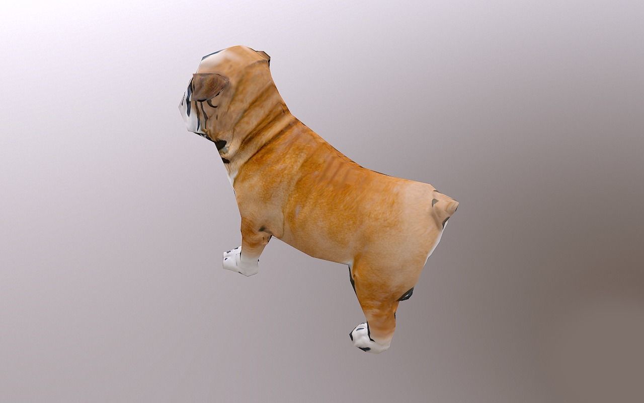 Bull Dog Low-poly 3D model_8