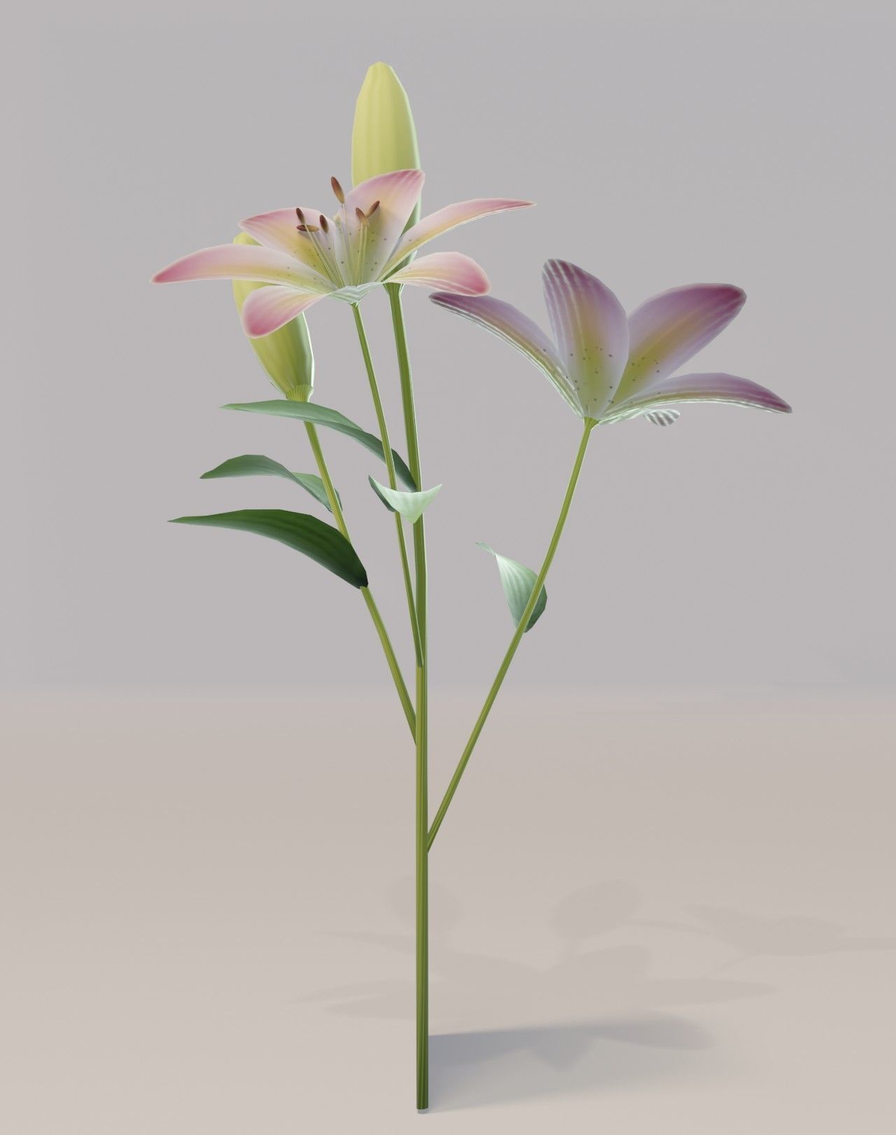Lily 3D Model Low-poly 3D model_14