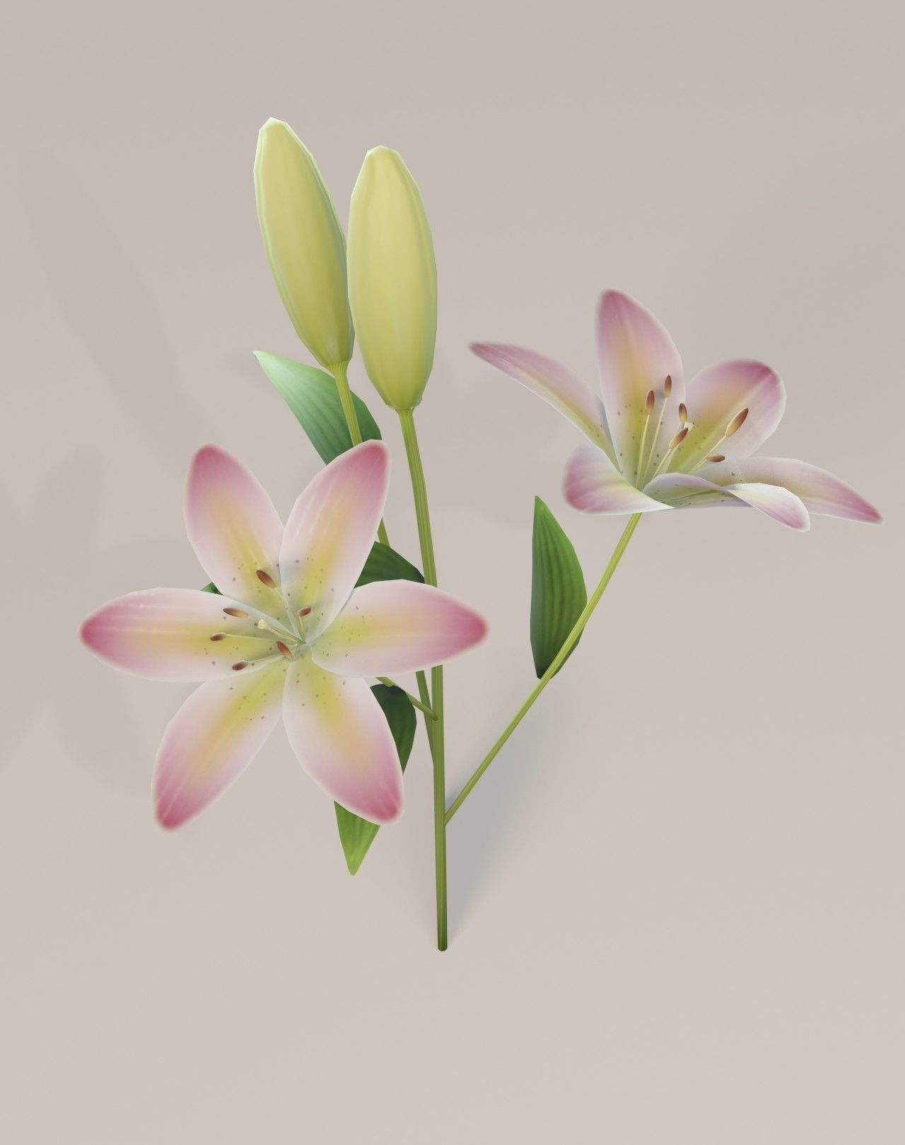 Lily 3D Model Low-poly 3D model_10
