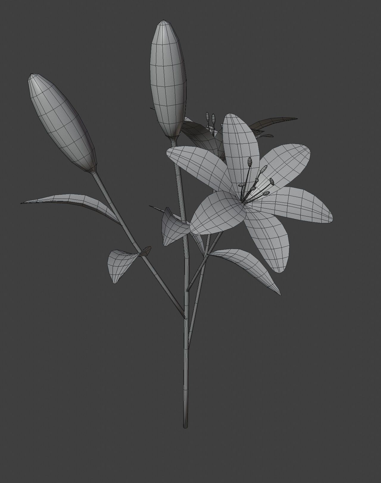Lily 3D Model Low-poly 3D model_4