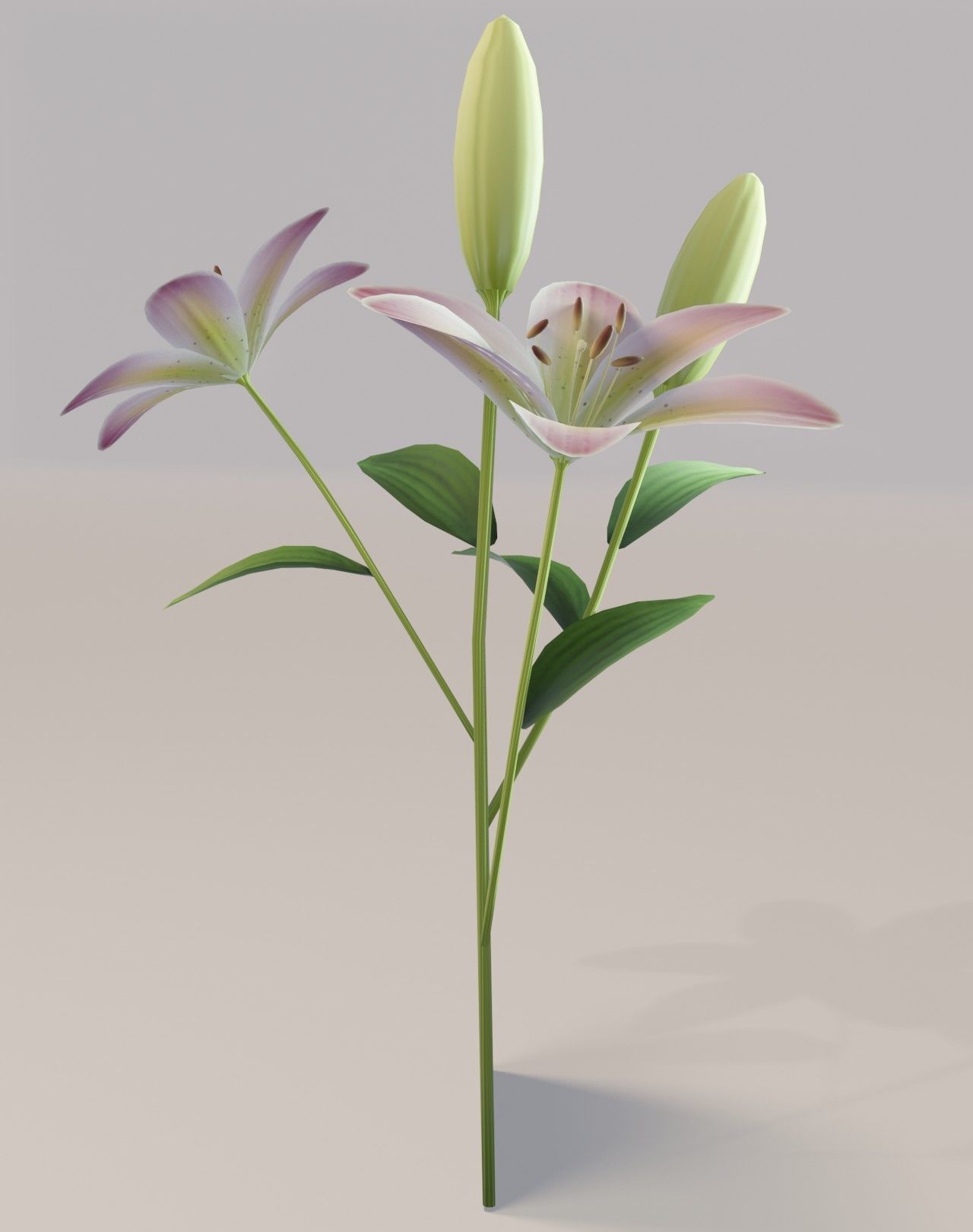 Lily 3D Model Low-poly 3D model_8