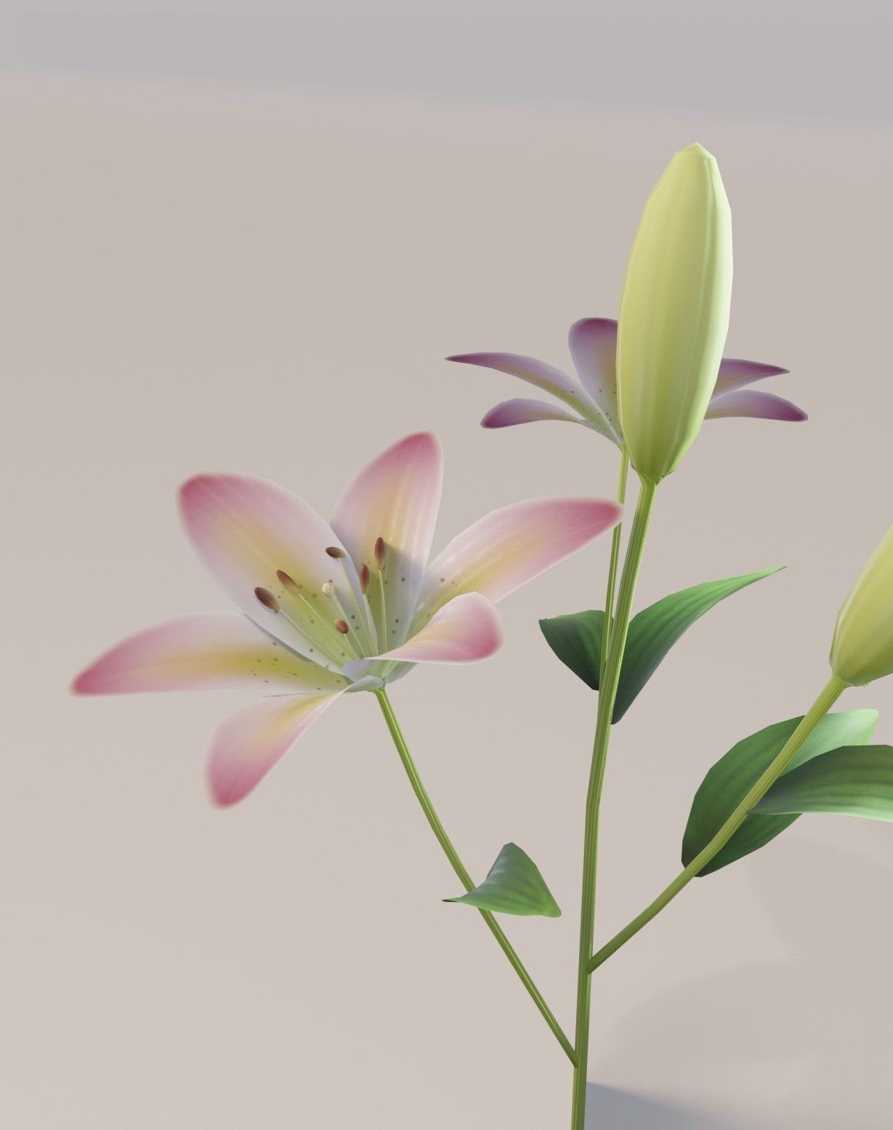 Lily 3D Model Low-poly 3D model_6