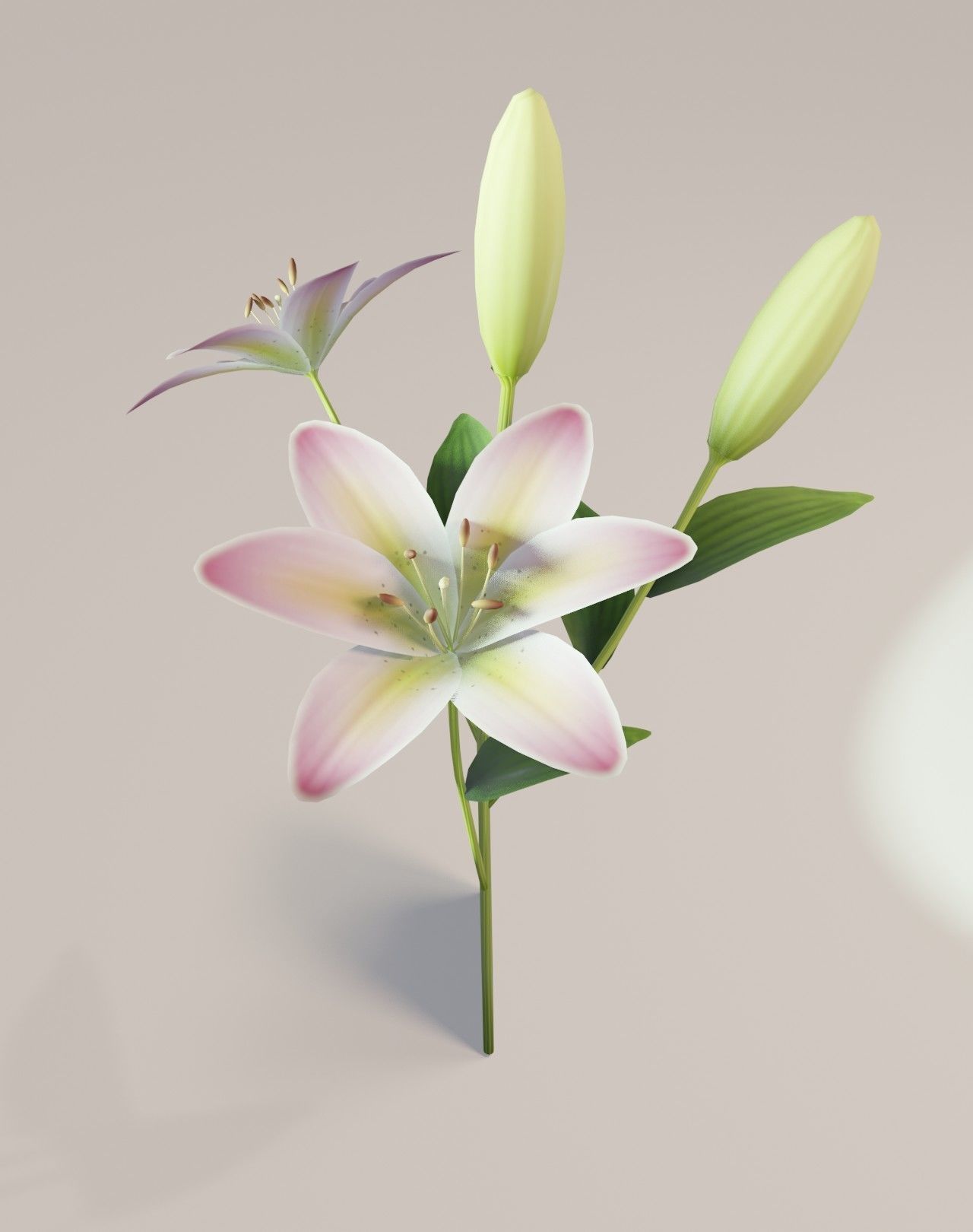 Lily 3D Model Low-poly 3D model_20