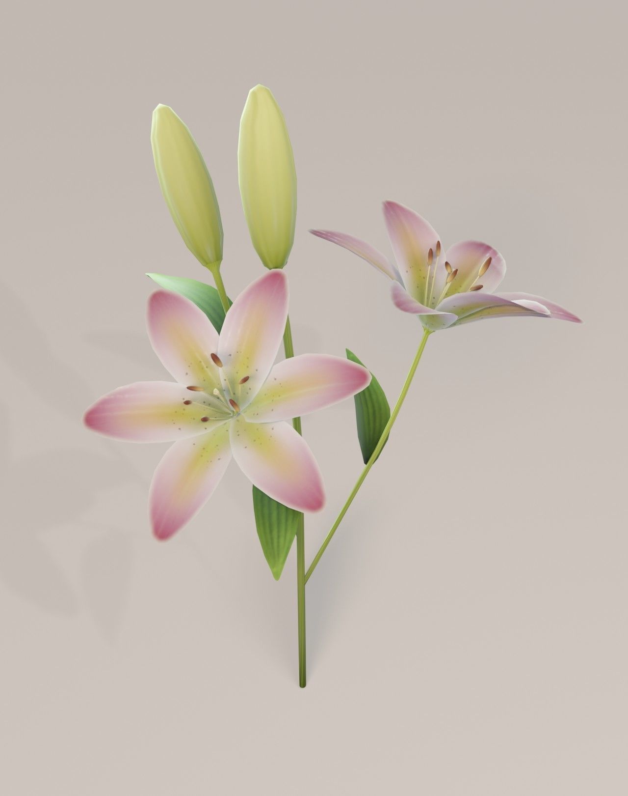 Lily 3D Model Low-poly 3D model_13