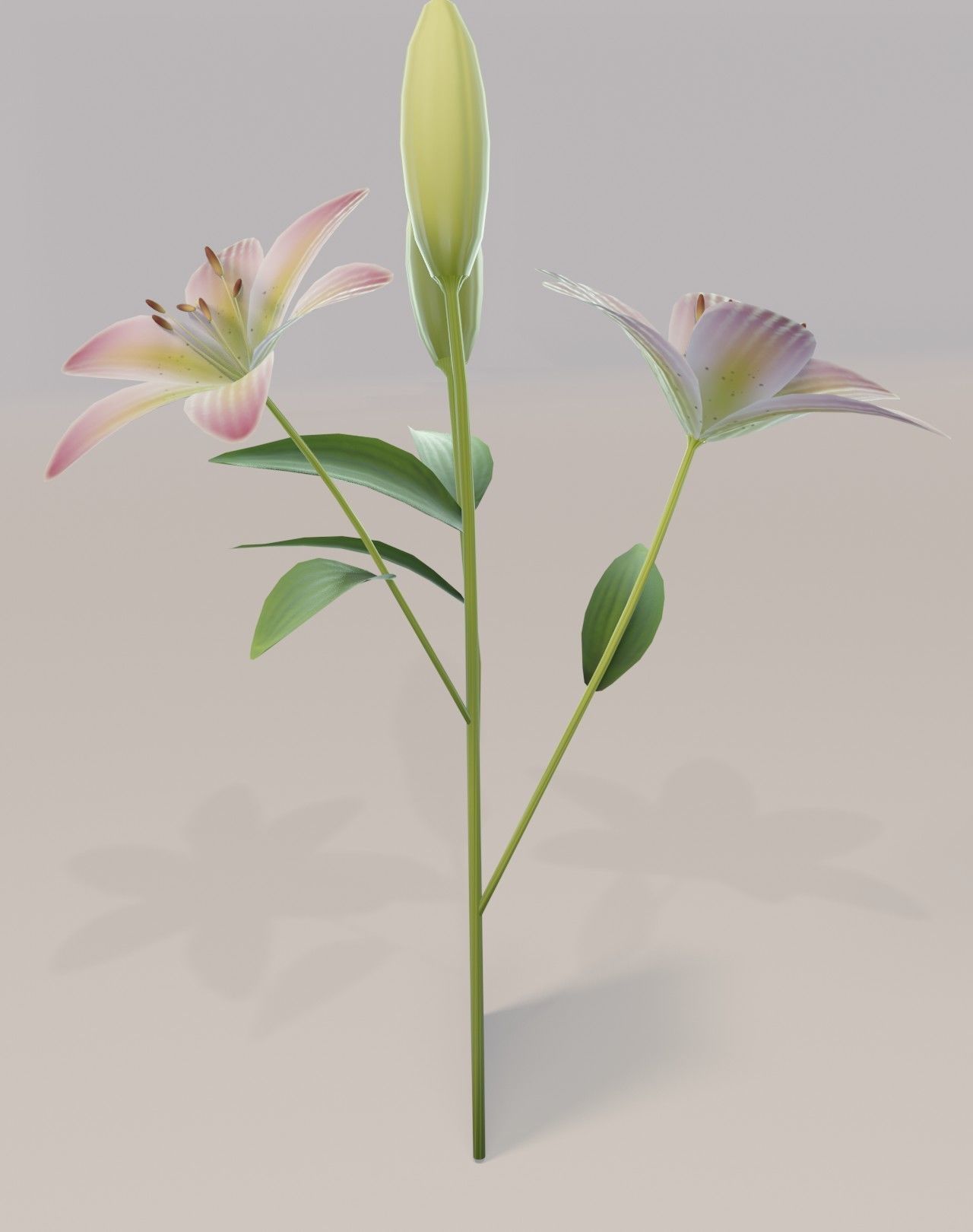 Lily 3D Model Low-poly 3D model_9