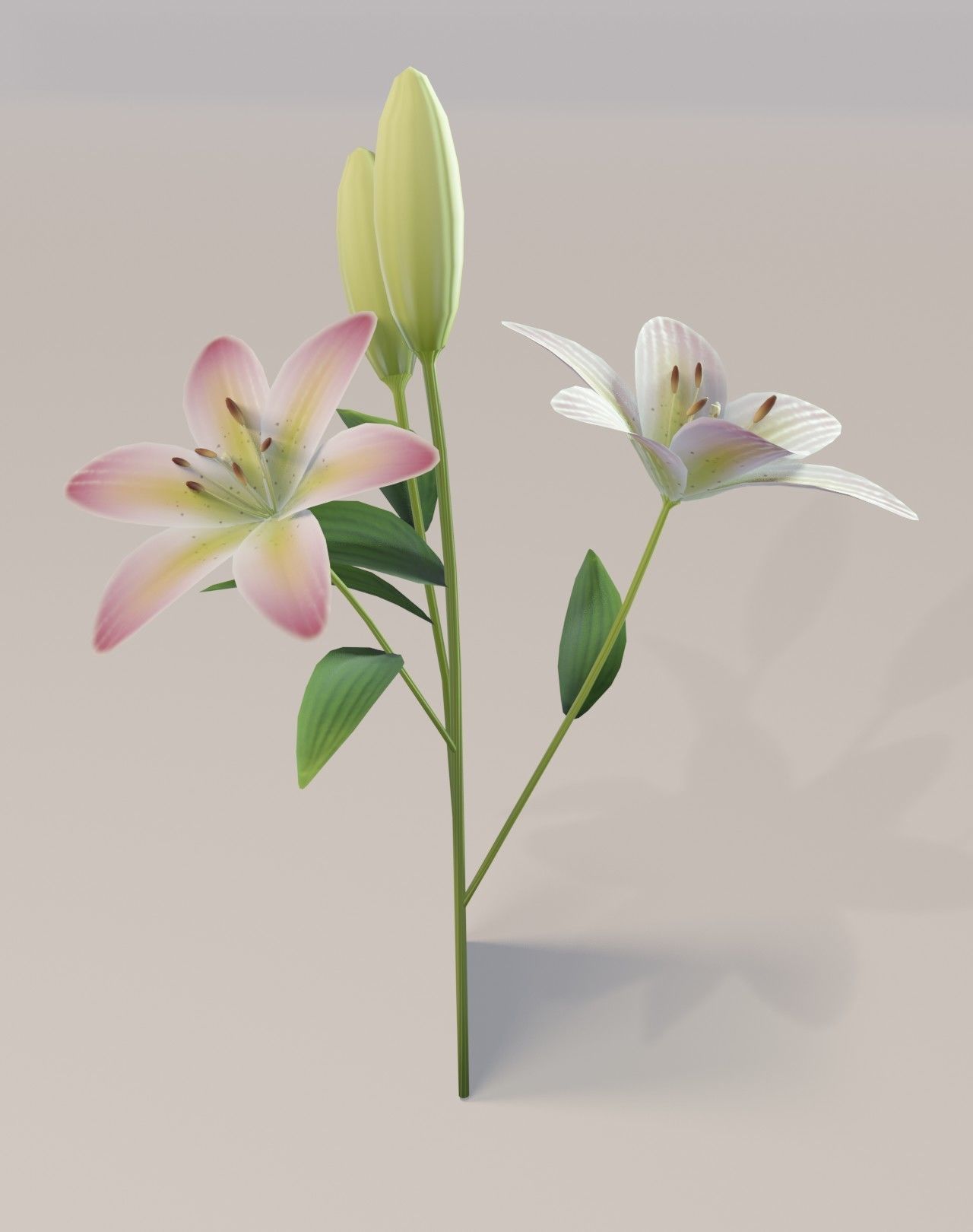 Lily 3D Model Low-poly 3D model_16