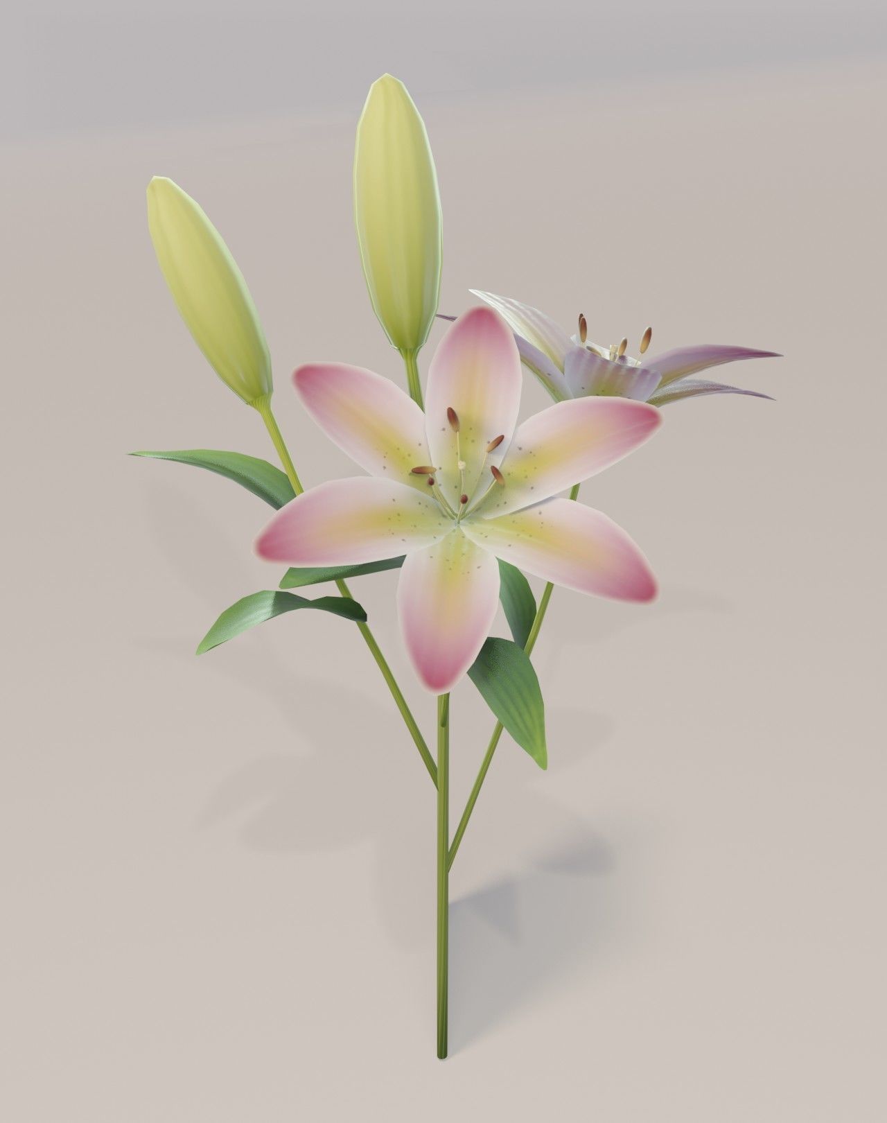 Lily 3D Model Low-poly 3D model_2