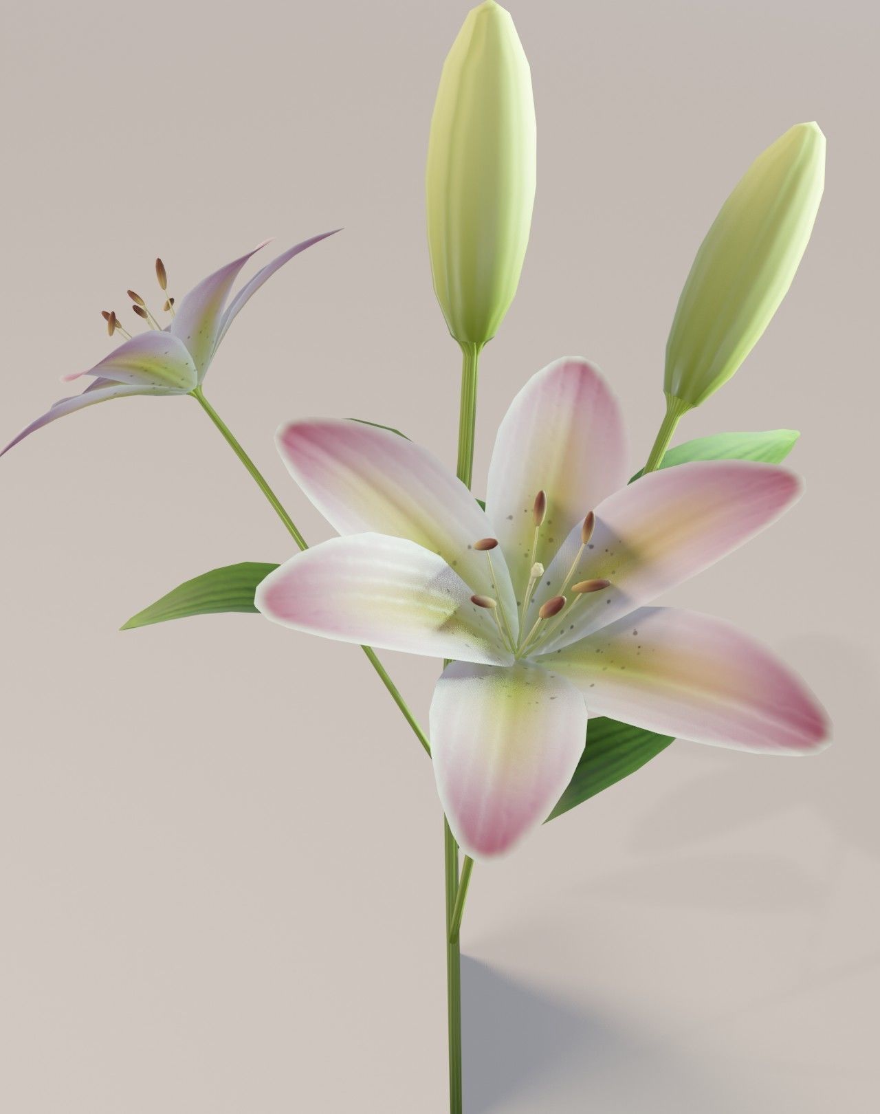 Lily 3D Model Low-poly 3D model_7