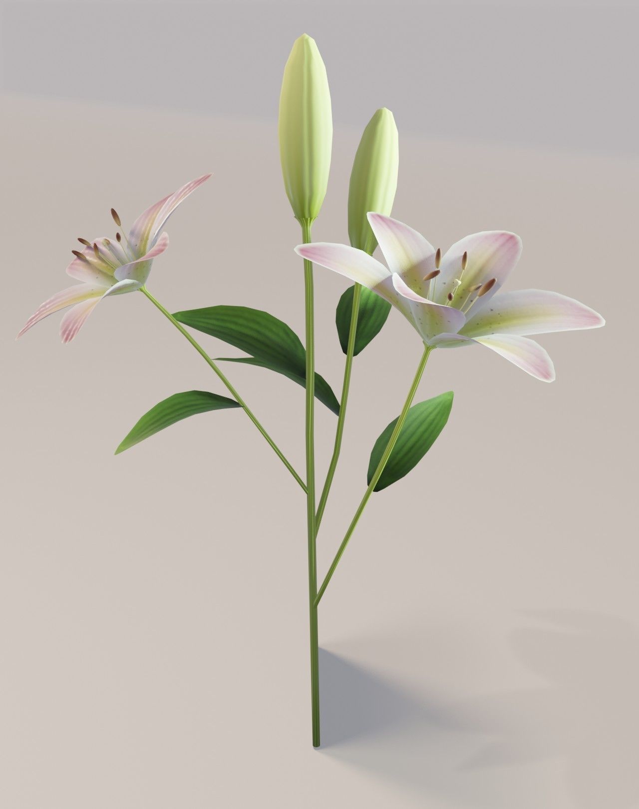 Lily 3D Model Low-poly 3D model_18