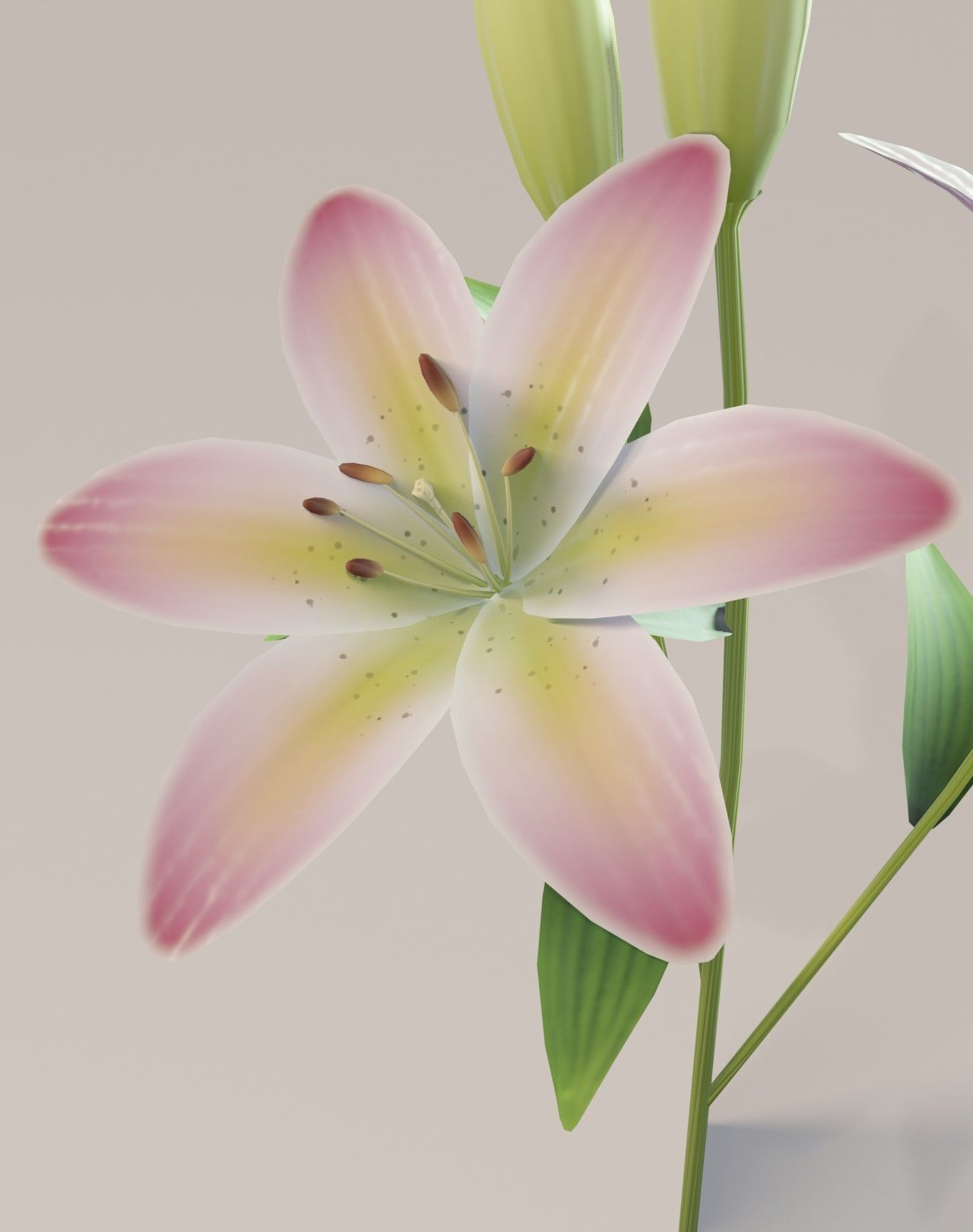 Lily 3D Model Low-poly 3D model_3