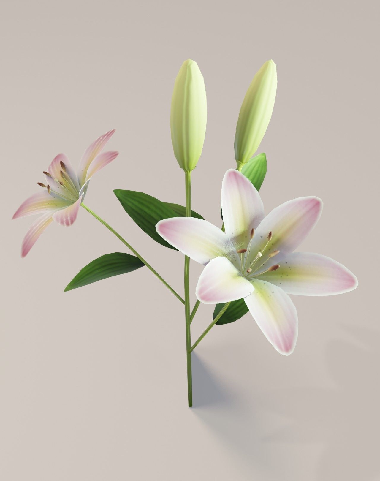 Lily 3D Model Low-poly 3D model_19