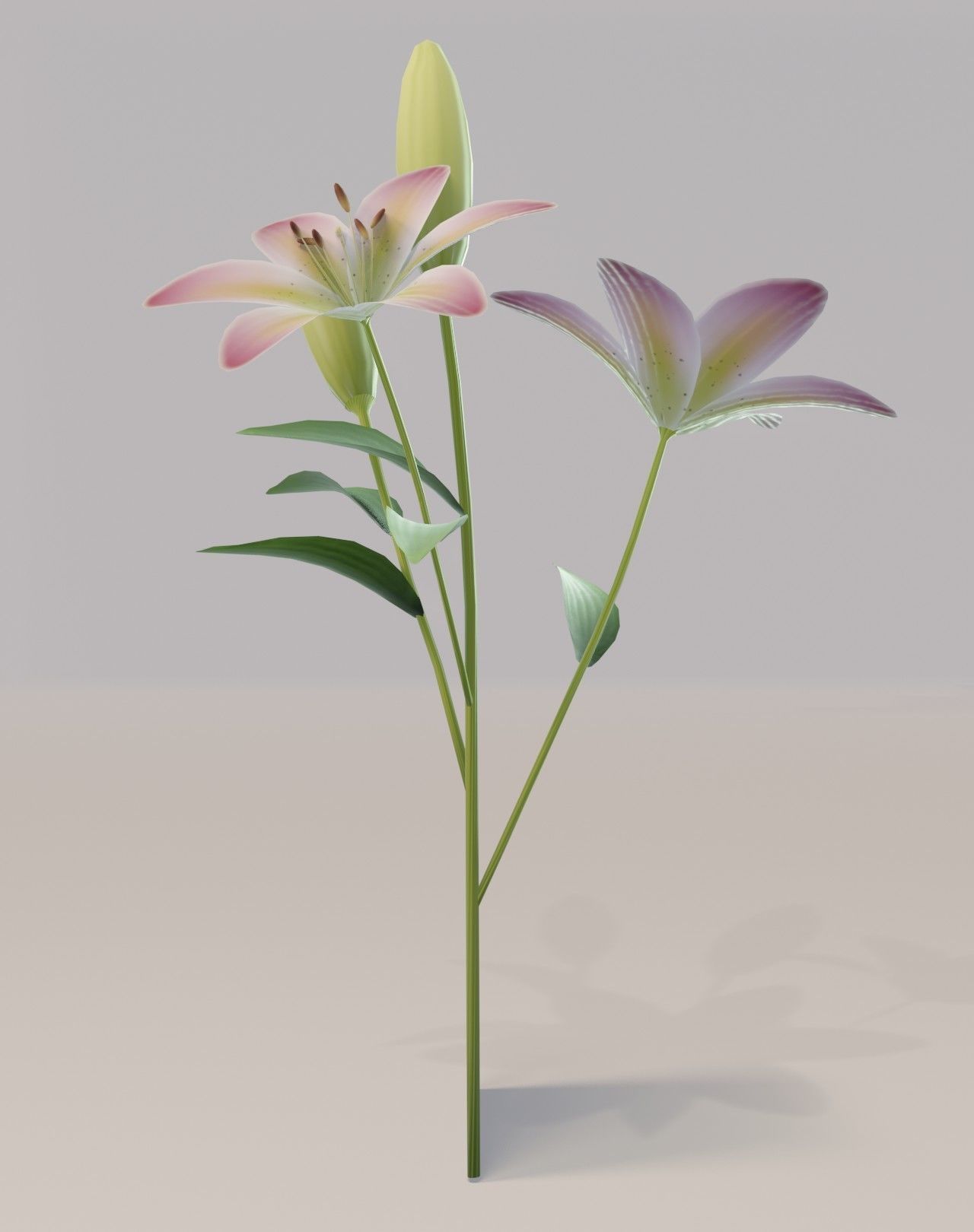 Lily 3D Model Low-poly 3D model_17