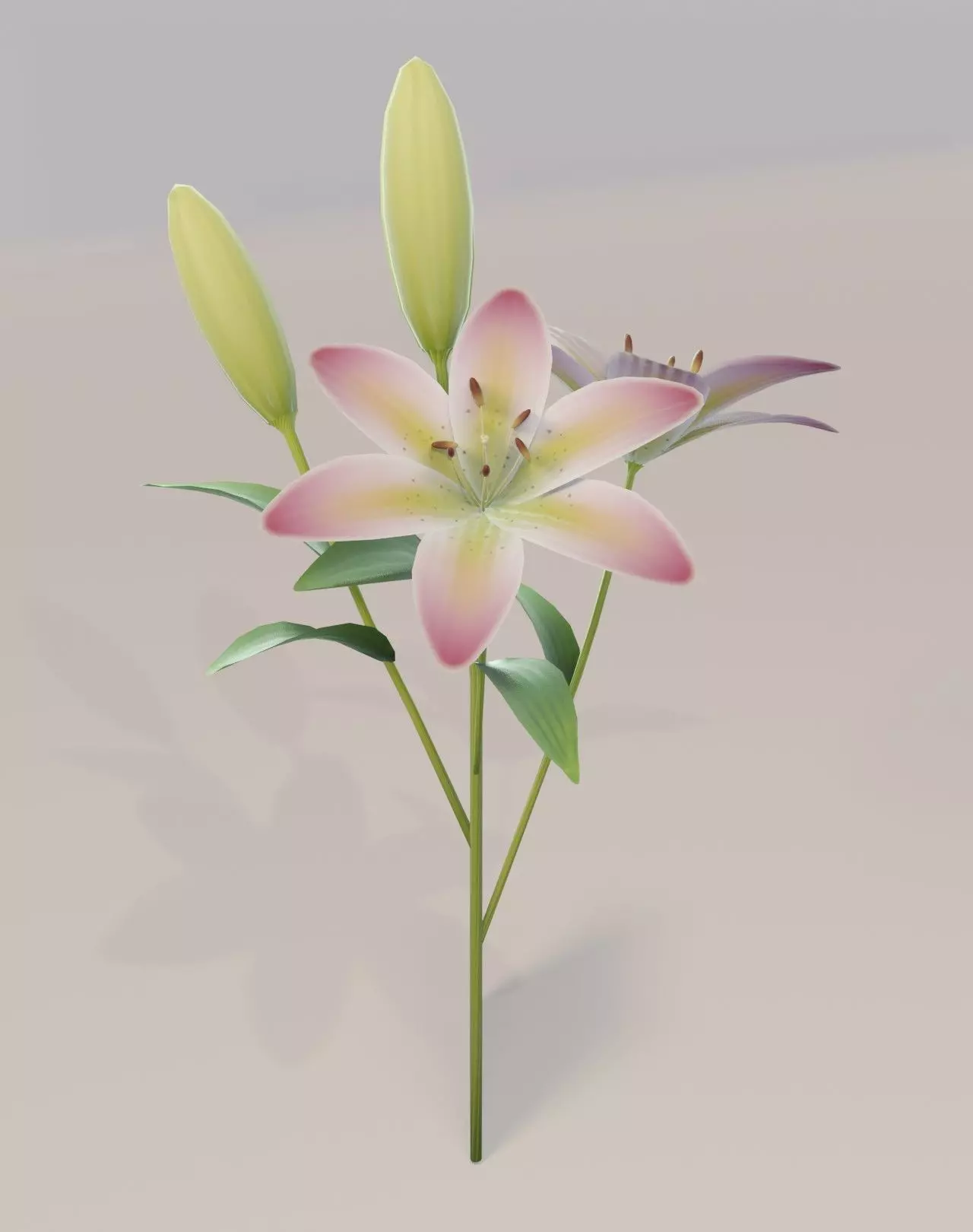 Lily 3D Model Low-poly 3D model_0