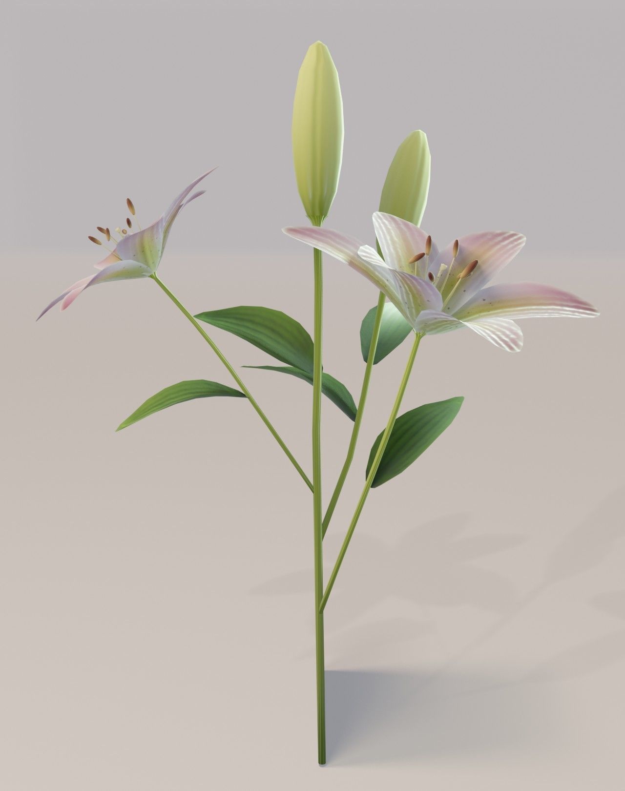 Lily 3D Model Low-poly 3D model_12