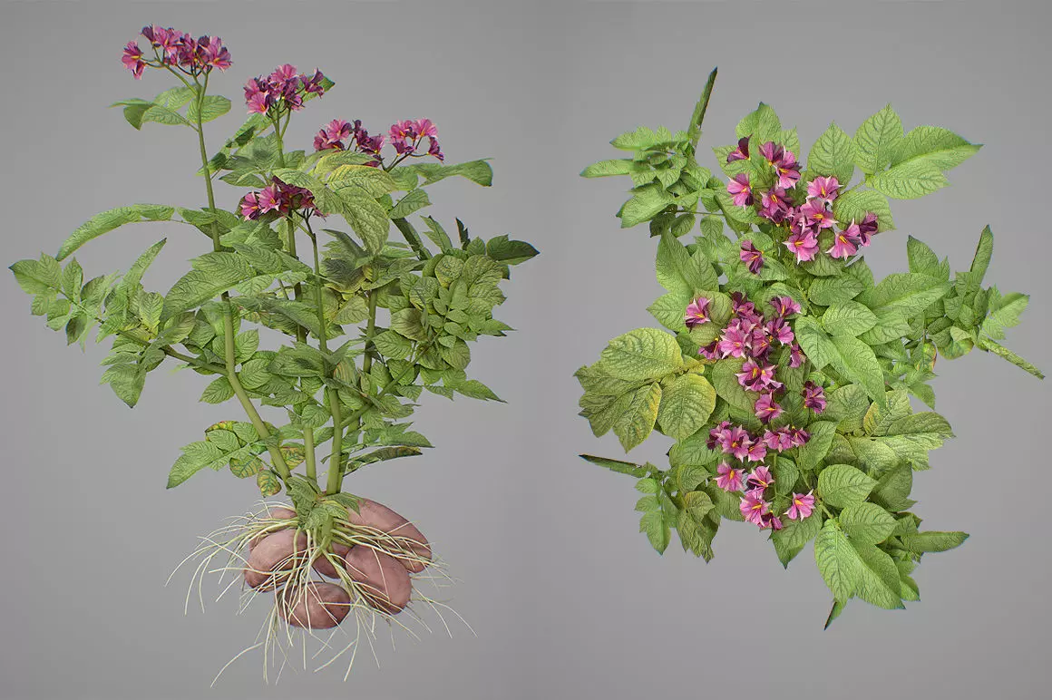 Flowering potatoes 3D model_0