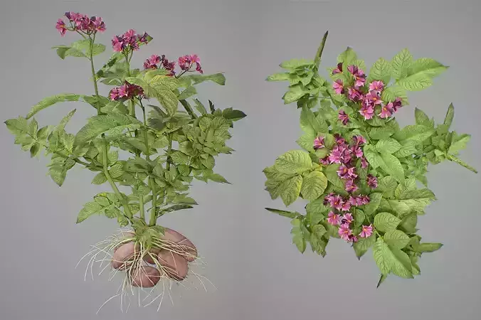 Flowering potatoes 3D model
