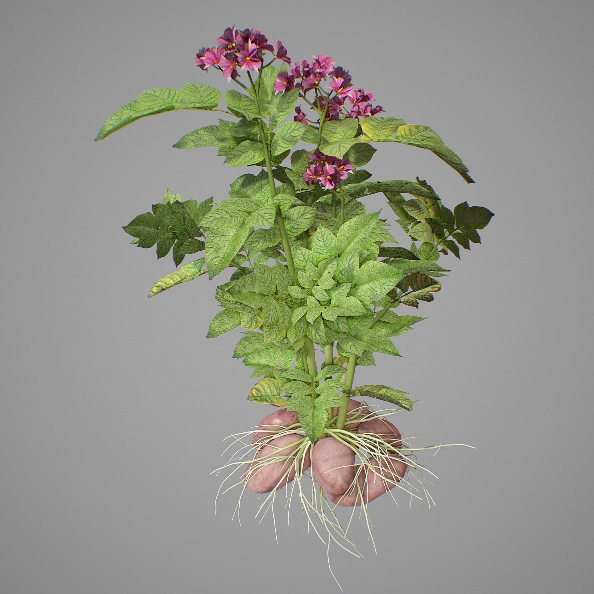 Flowering potatoes 3D model_1