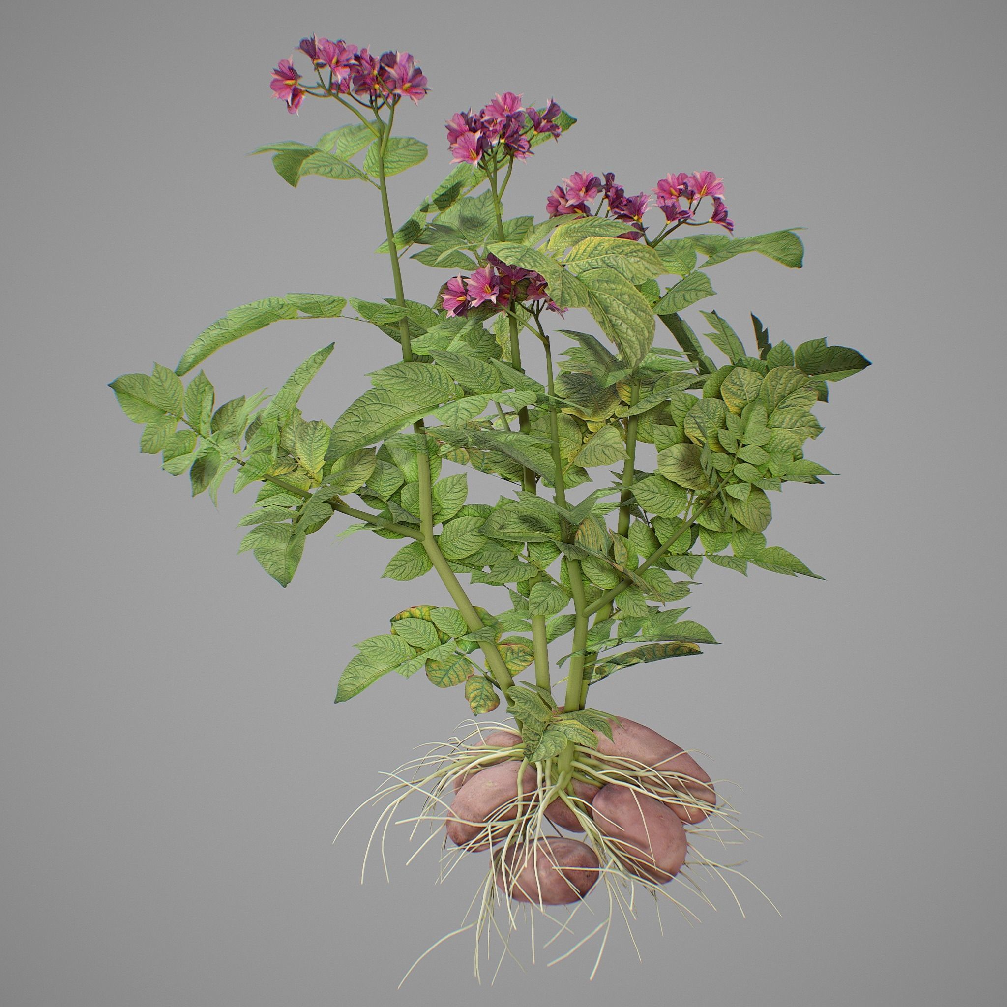 Flowering potatoes 3D model_6