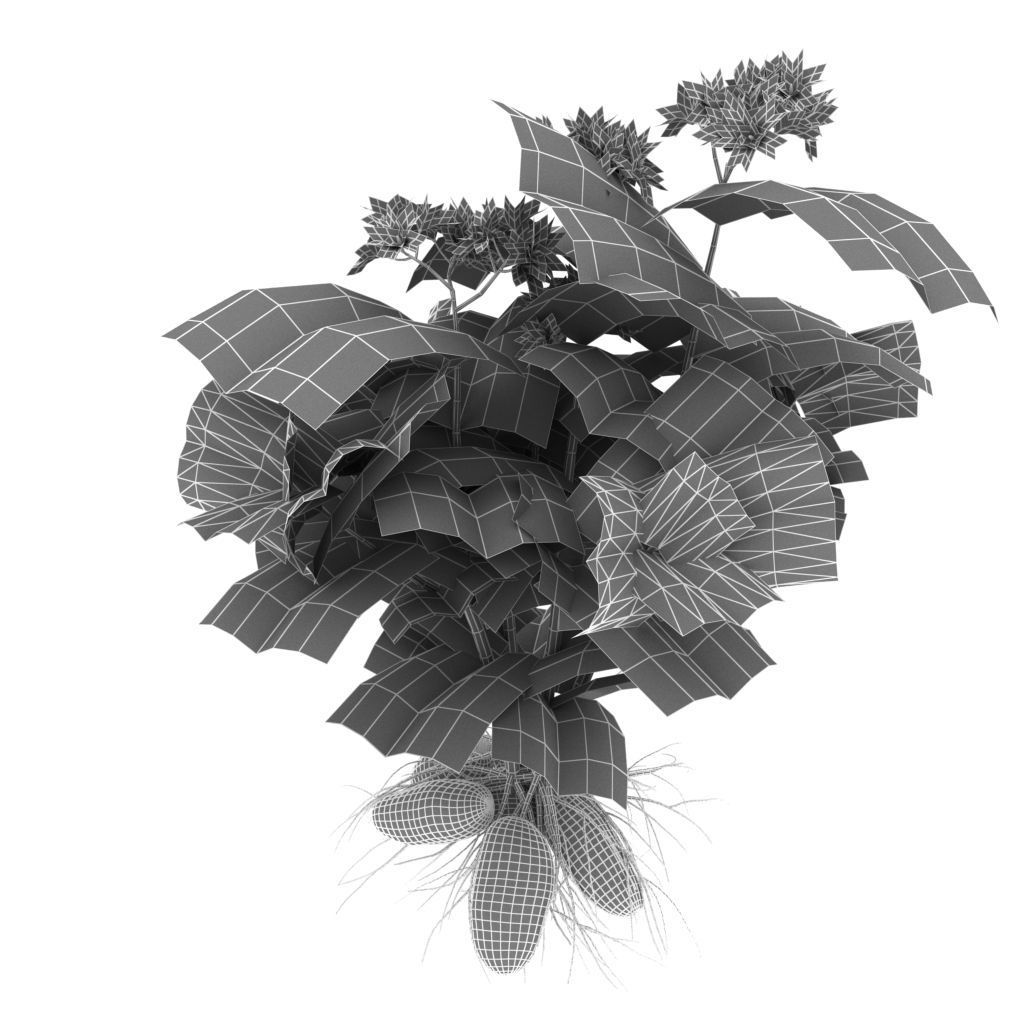 Flowering potatoes 3D model_4